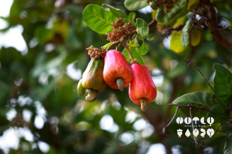 Health Benefits of Cashew Nuts: How To Incorporate Them Into Your Diet